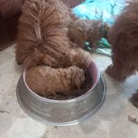 Barboncino toy red pedigree Enci