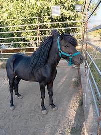Pony