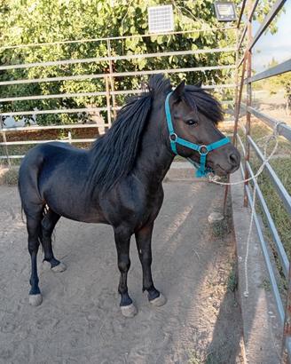 Pony