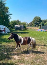 Pony maschio