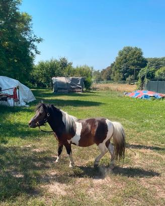 Pony maschio