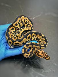 Pitone Reale, Ball Phyton, Rettili, Serpenti