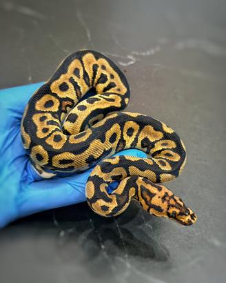 Pitone Reale, Ball Phyton, Rettili, Serpenti