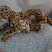 big cats   giaguaro con piccolo