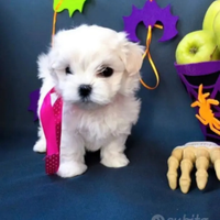 Maltipoo mini toy da borsetta