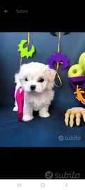 Maltipoo mini toy da borsetta