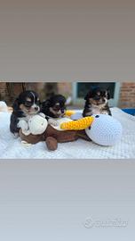 Cuccioli di Chihuahua