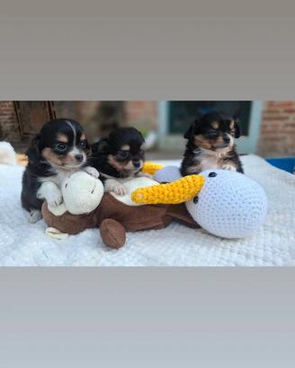 Cuccioli di Chihuahua