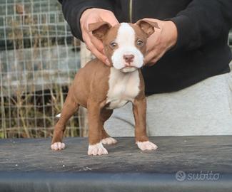Cucciole di Pit Bull