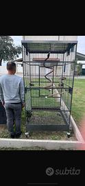 Voleira gabbia per ara