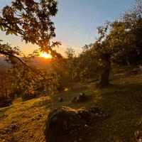 Castagneto secolare Alfero - 11.000 mq-5 euro/mq