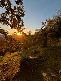 Castagneto secolare Alfero - 11.000 mq-5 euro/mq