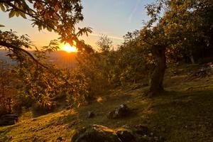 Castagneto secolare Alfero - 11.000 mq-5 euro/mq