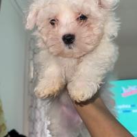 Maltese