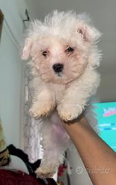 Maltese