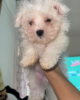 Maltese