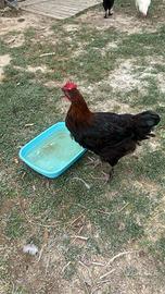 Galli marans
