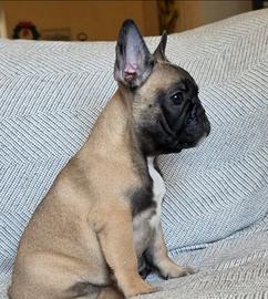 Bulldog francese