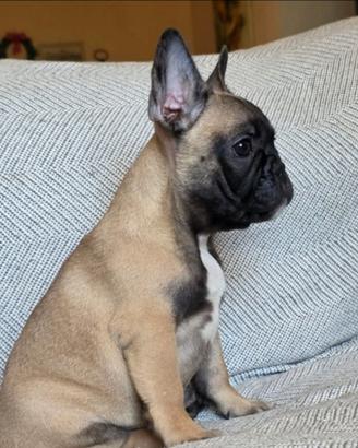 Bulldog francese