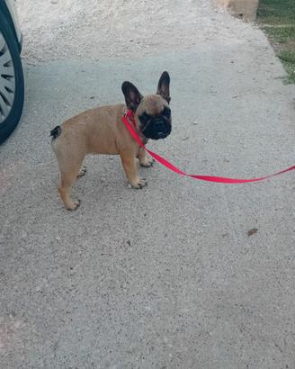 Bulldog francese