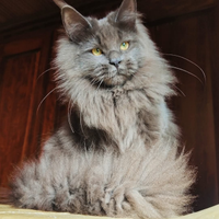 Maine coon in adozione