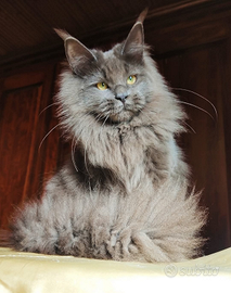 Maine coon in adozione