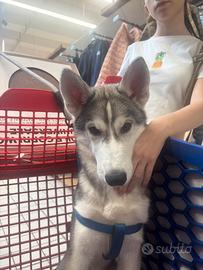 Husky