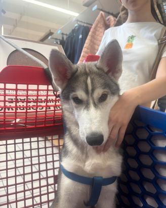 Husky