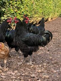 Galli australorp
