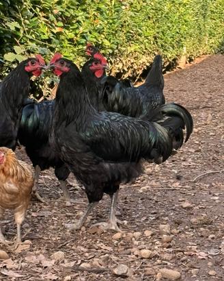 Galli australorp