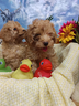 cuccioli-barboncino-colore-albicocca-intenso