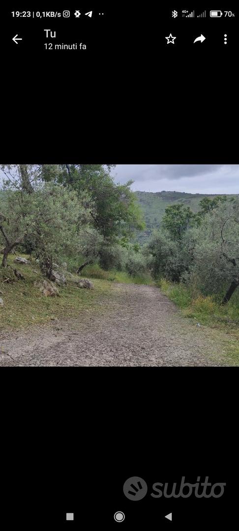 Terreno a uliveto con casa civile abitazione - Vista 4