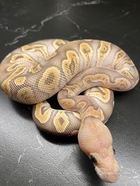 Ball Phyon, pitone Reale, rettili, serpenti