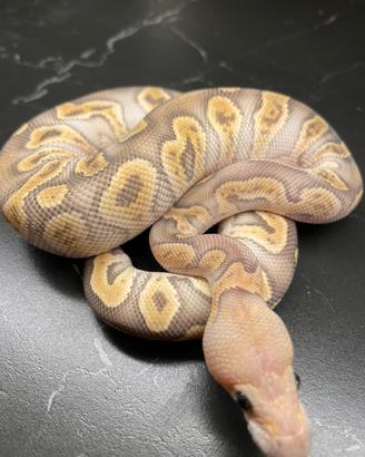 Ball Phyon, pitone Reale, rettili, serpenti