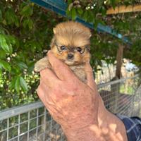 Spitz volpino di Pomerania mini