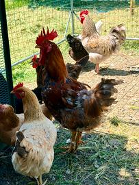 Gallo di 9 mesi