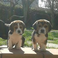 Beagle cuccioli