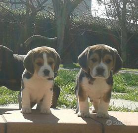 Beagle cuccioli