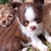 Cucciolo piccola taglia