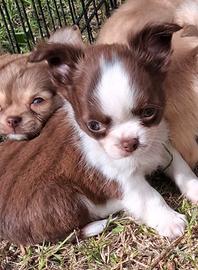 Cucciolo piccola taglia