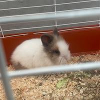 Cucciolo di coniglietto nano