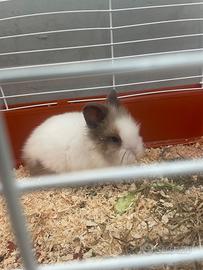 Cucciolo di coniglietto nano