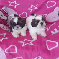 Shih Tzu cuccioli