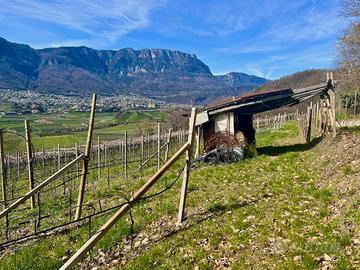 Vigneto vicino al Lago di Caldaro con 3970 mq