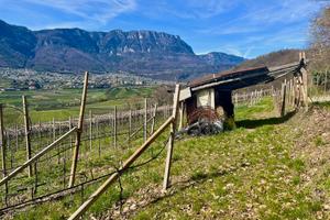Vigneto vicino al Lago di Caldaro con 3970 mq