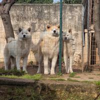 Akita inu