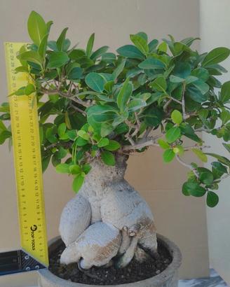 Bonsai di Ficus ginseng 