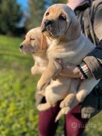 Labrador miele con pedigree