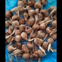 bulbi di zafferabo biologici