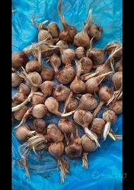bulbi di zafferabo biologici